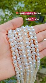 خرید انواع مروارید پرورشی تخت اقای خرازی قم