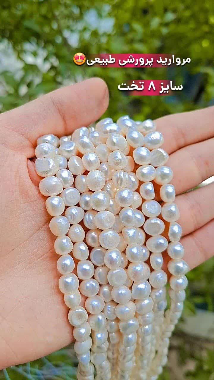 خرید انواع مروارید پرورشی تخت خرید انواع مروارید پرورشی تخت اقای خرازی قم