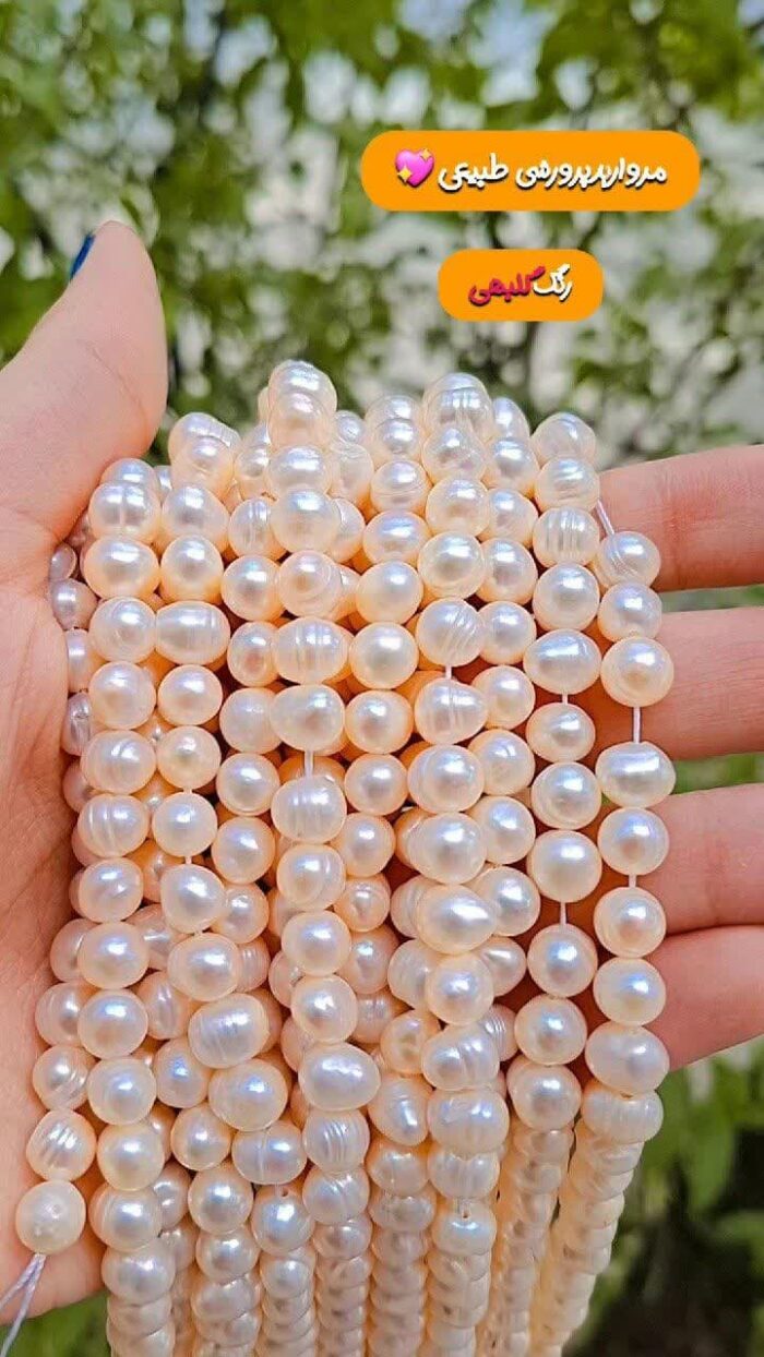 مروارید گلبهی سایز 8 پرورشی اقای خرازی قم
