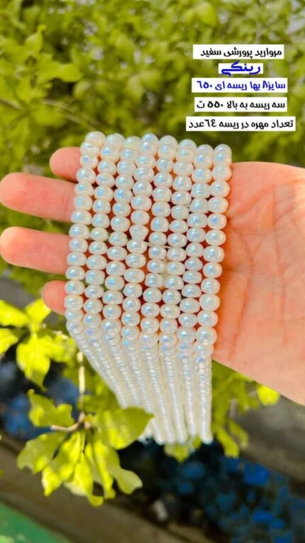 پرورشی رینگی سایز 8 اقای خرازی قم