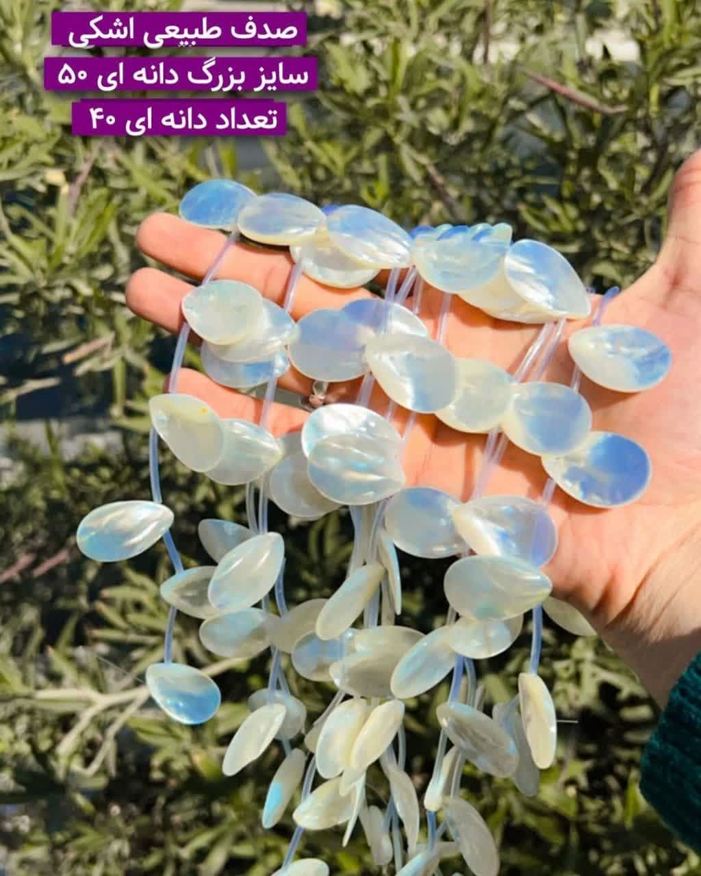 صدف طبیعی اشکی بزرگ صدف طبیعی اشکی بزرگ قم