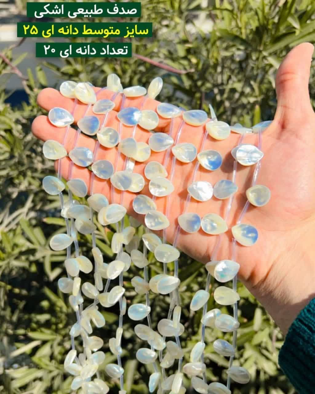 صدف طبیعی اشکی متوسط صدف طبیعی اشکی متوسط قم