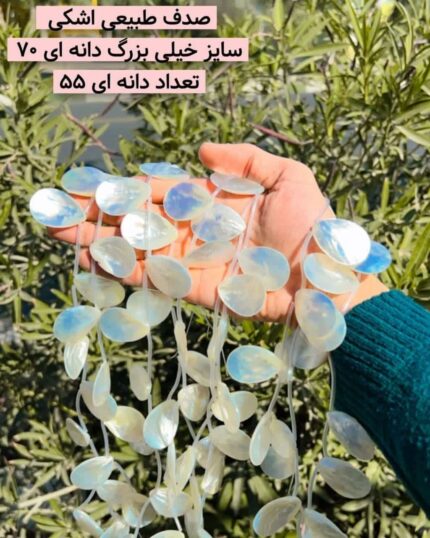 صدف طبیعی اشکی خیلی بزرگ
